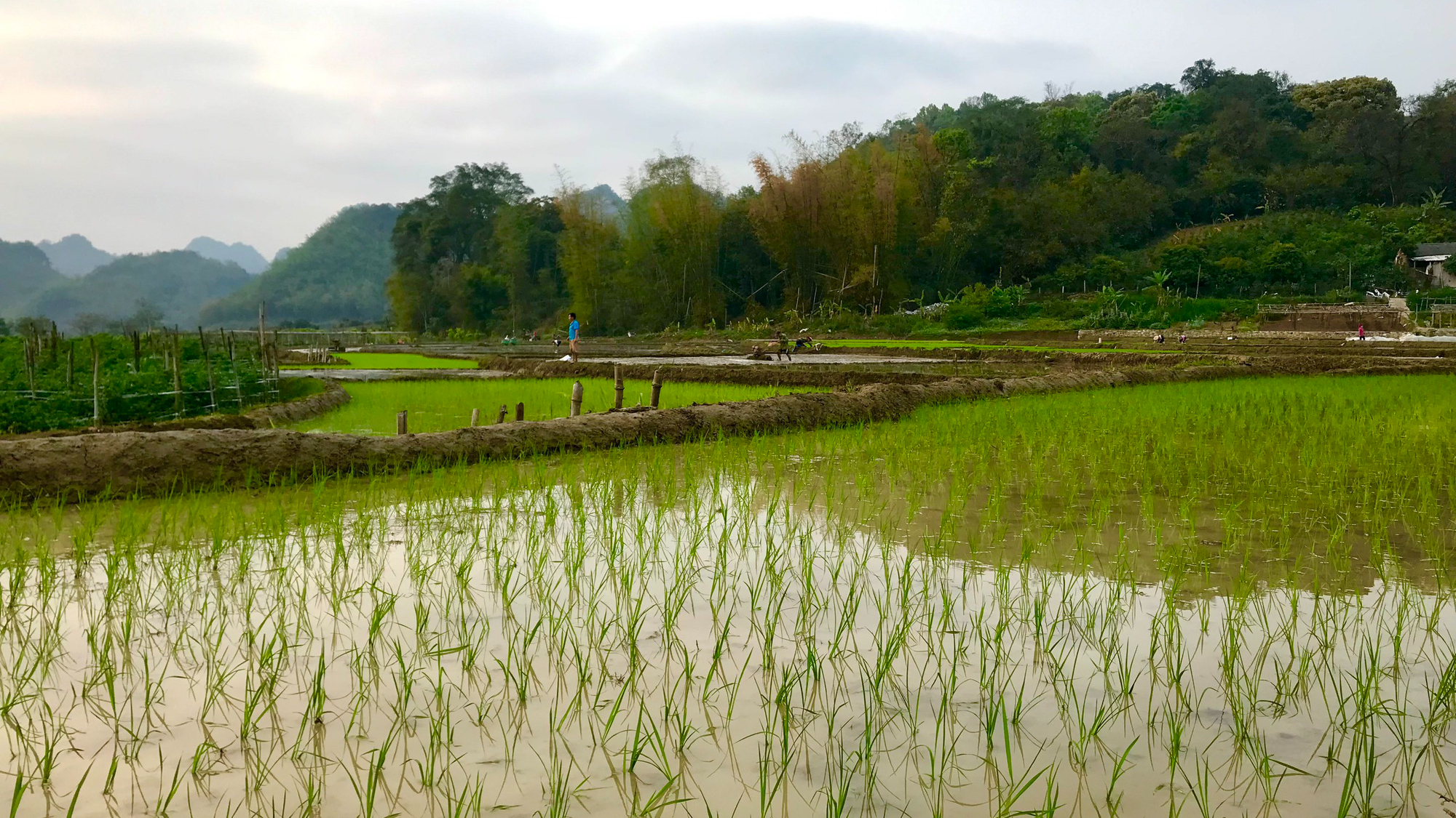 Nông thôn Tây Bắc: Khẩn trương gieo cấy lúa vụ xuân - Ảnh 6.