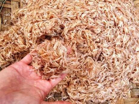 Con moi ở Thanh Hóa là con gì mà dân ra biển vớt về sấy khô bán sang cả Nhật Bản, Hàn Quốc? - Ảnh 1.