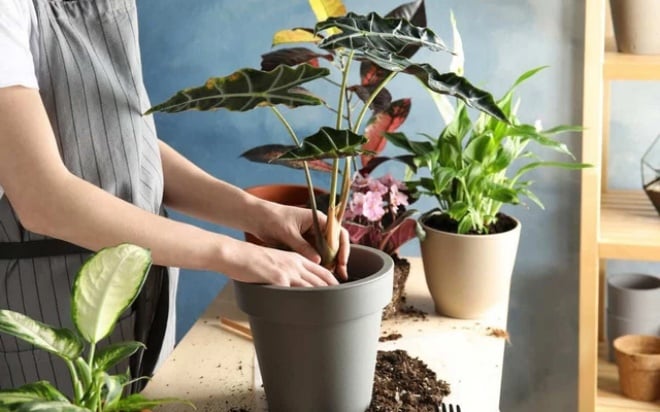 Bí mật khi tưới nước cho cây, làm được 3/6 không cần bón phân hoa vẫn tuôn thành thác - Ảnh 4.