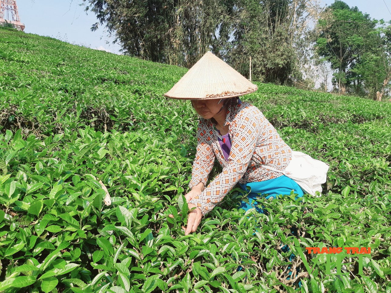 Làm đại lý thu mua chè búp tươi, một nông dân rủng rỉnh tiền tiêu - Ảnh 1.