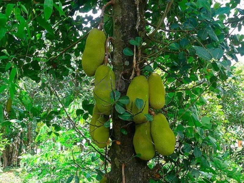 Trước nhà trồng 6 loại cây này là chặn đứng tài lộc - Ảnh 1.