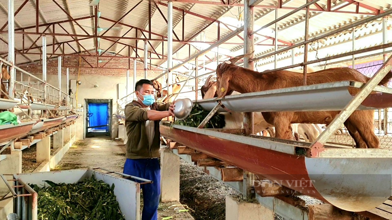 9x Thanh Hóa làm giàu từ mô hình nuôi dê Boer nhốt chuồng - Ảnh 2.