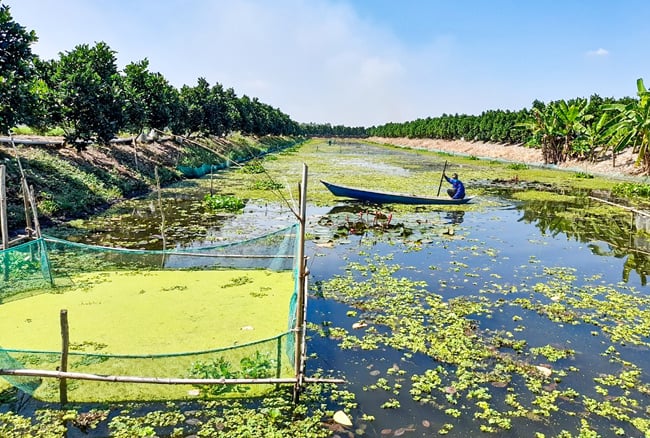 Đào ao nuôi ốc đặc sản, trên bờ trồng mít Thái, ông nông dân Long An khá giả lên trông thấy - Ảnh 1.