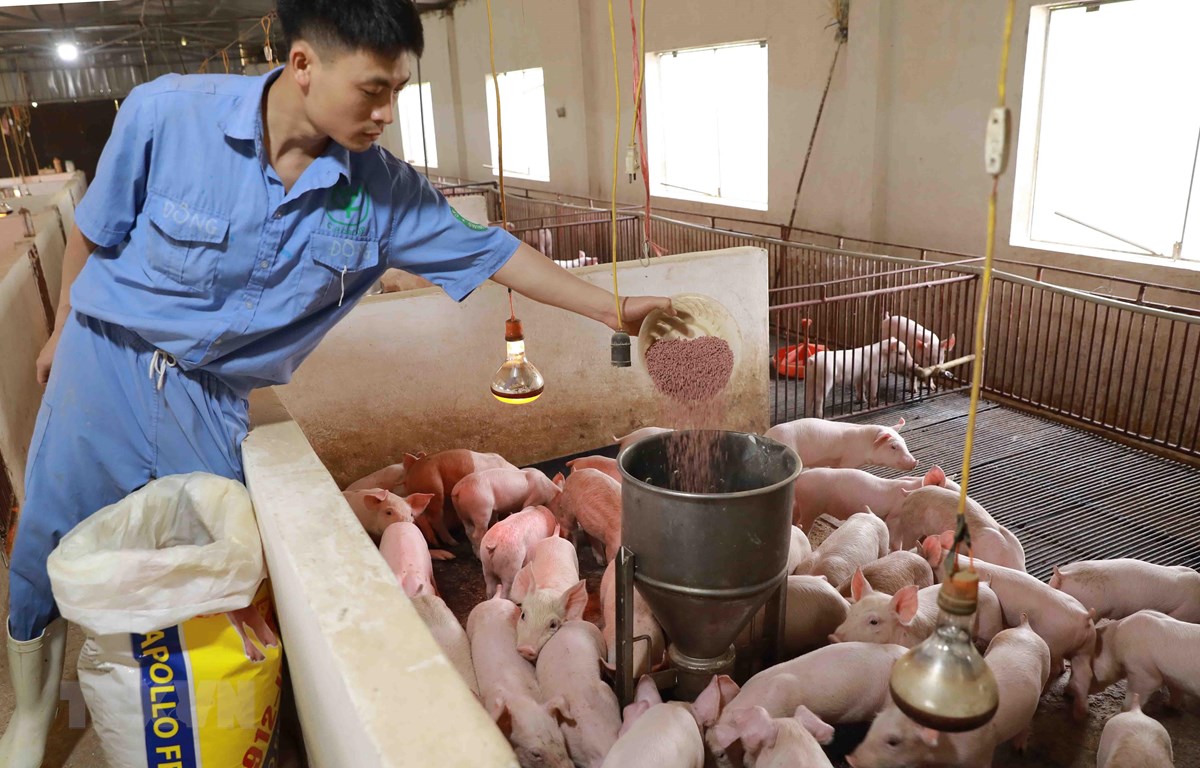 Giá thức ăn chăn nuôi tăng mạnh: Gỡ khó bằng tìm nguyên liệu thay thế - Ảnh 1.