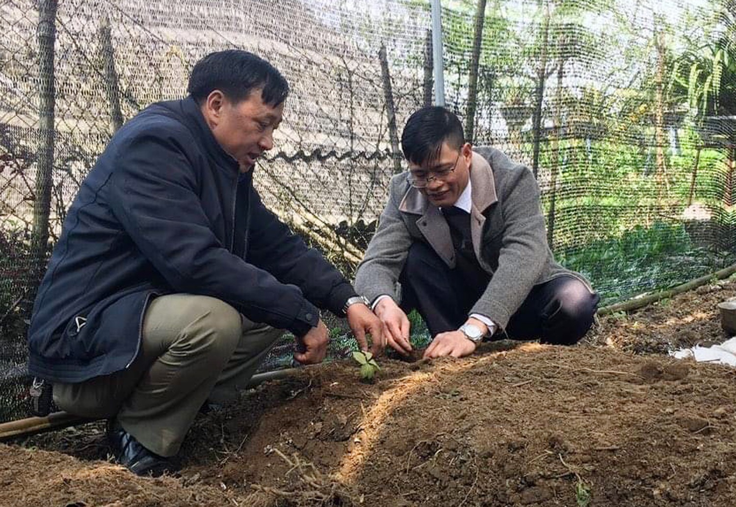 Lào Cai: Trồng thử nghiệm giống sâm có nguồn gen đặc biệt quý hiếm, có nhiều hoạt chất như sâm Ngọc Linh - Ảnh 1.