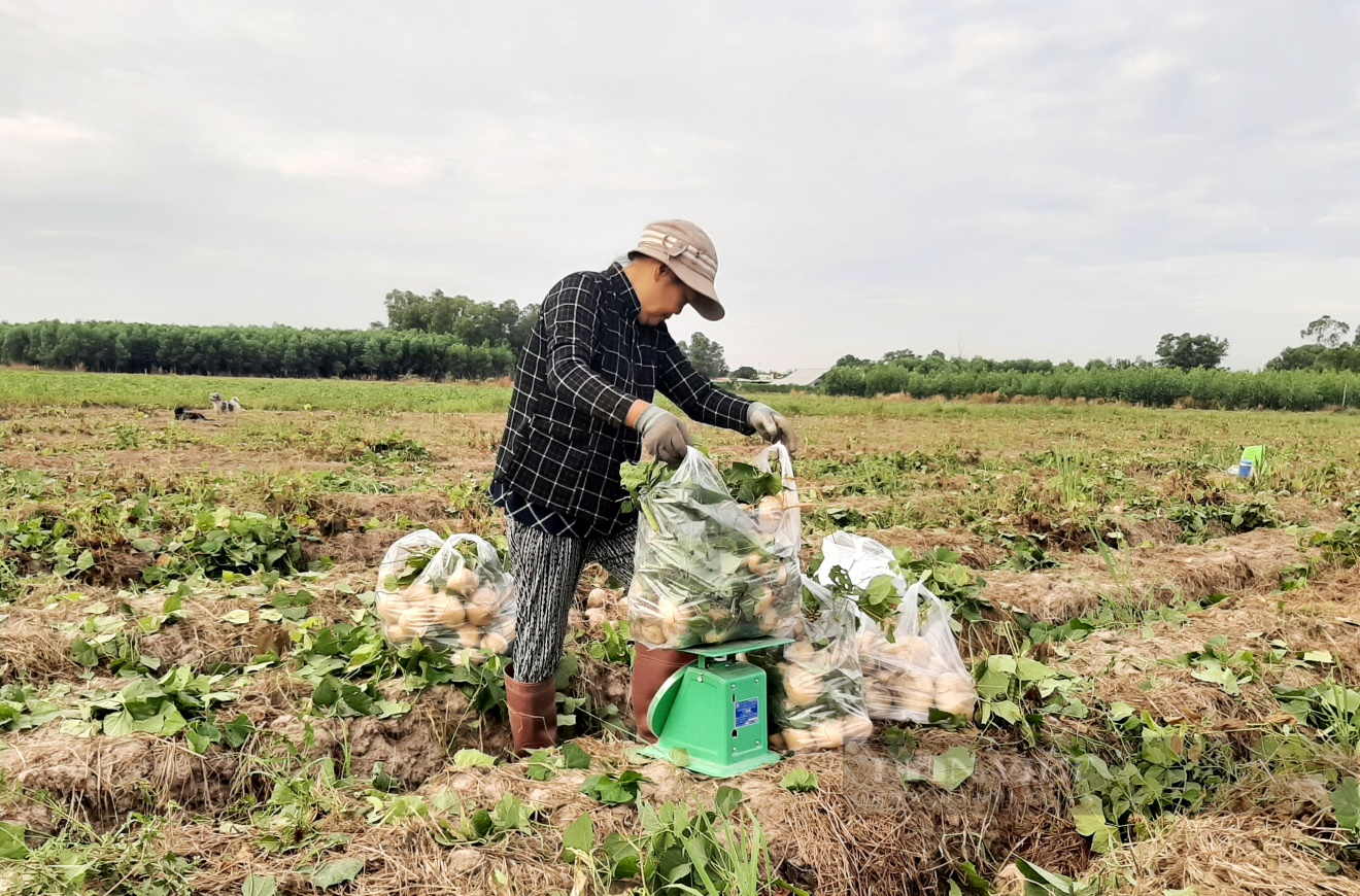 Giá tiêu tăng cao, giá điều giảm nhẹ - Ảnh 4.