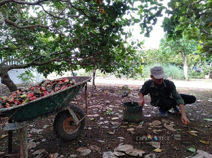 Giá tiêu tăng cao, giá điều giảm nhẹ - Ảnh 3.