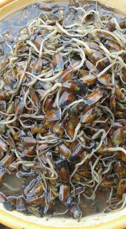 Cà xỉu, đặc sản Hà Tiên - Ảnh 1.