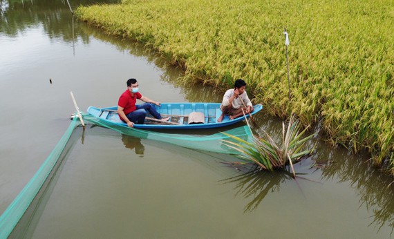 Thu lời hàng trăm triệu đồng từ sản xuất gạo sạch - Ảnh 1.