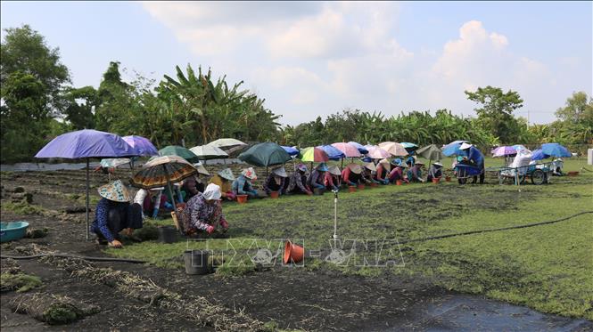 Đồng Tháp: Trồng cỏ nhung giúp nhiều gia đình phát triển kinh tế - Ảnh 1. Đồng Tháp: Trồng cỏ nhung giúp nhiều gia đình phát triển kinh tế - Ảnh 1.
