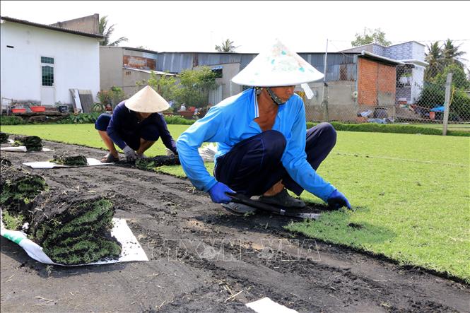 Đồng Tháp: Trồng cỏ nhung giúp nhiều gia đình phát triển kinh tế - Ảnh 2. Đồng Tháp: Trồng cỏ nhung giúp nhiều gia đình phát triển kinh tế - Ảnh 2.