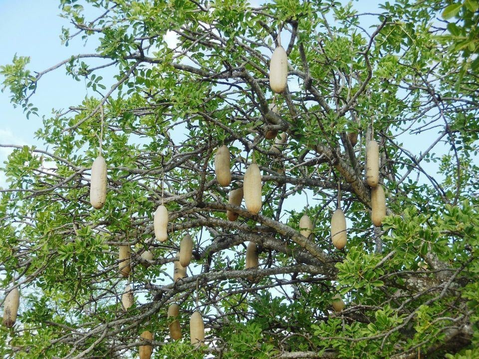 Loại quả thiêng liêng nhìn như xúc xích treo lủng là lủng lẳng trên cành nặng 10kg, dài 1m - Ảnh 5.