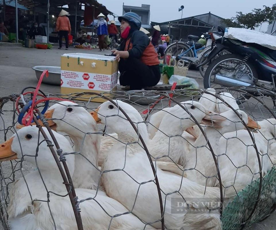 Giá gia cầm hôm nay 22/3: Giá gà công nghiệp đạt mốc mới, giá vịt vẫn ở mức cao - Ảnh 2.