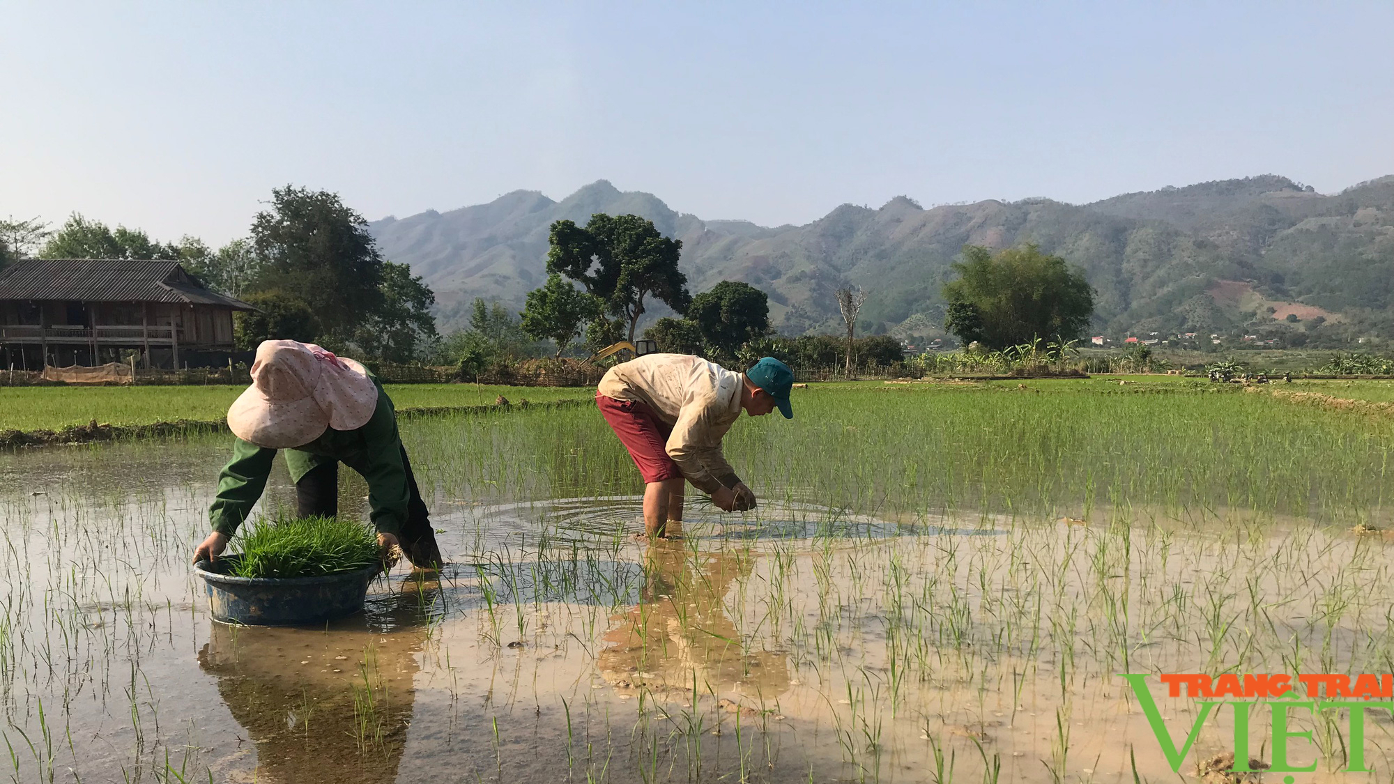 Nông dân Tây Bắc: Hướng tới vụ xuân thắng lợi - Ảnh 4.