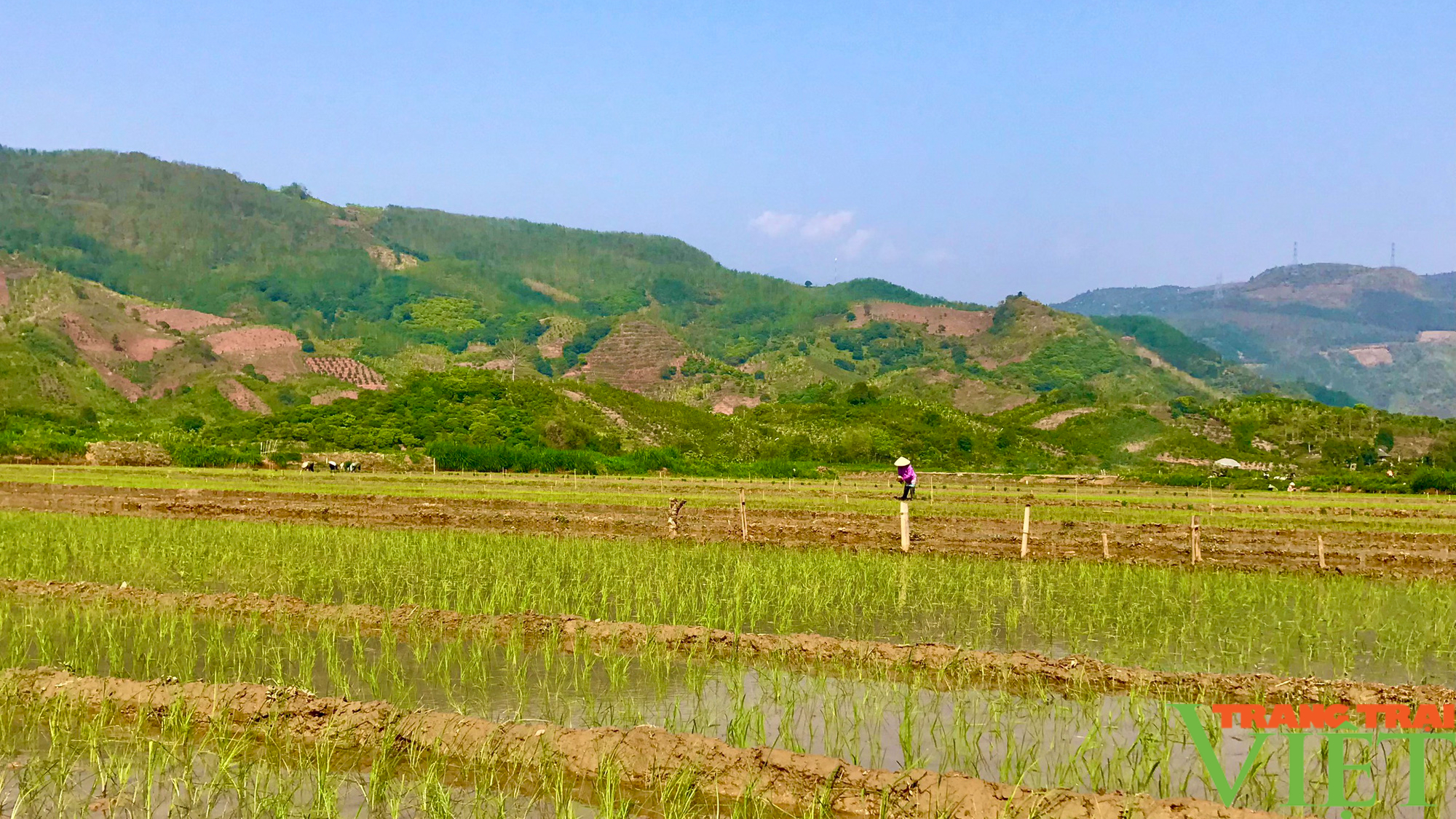 Nông dân Tây Bắc: Hướng tới vụ xuân thắng lợi - Ảnh 5.