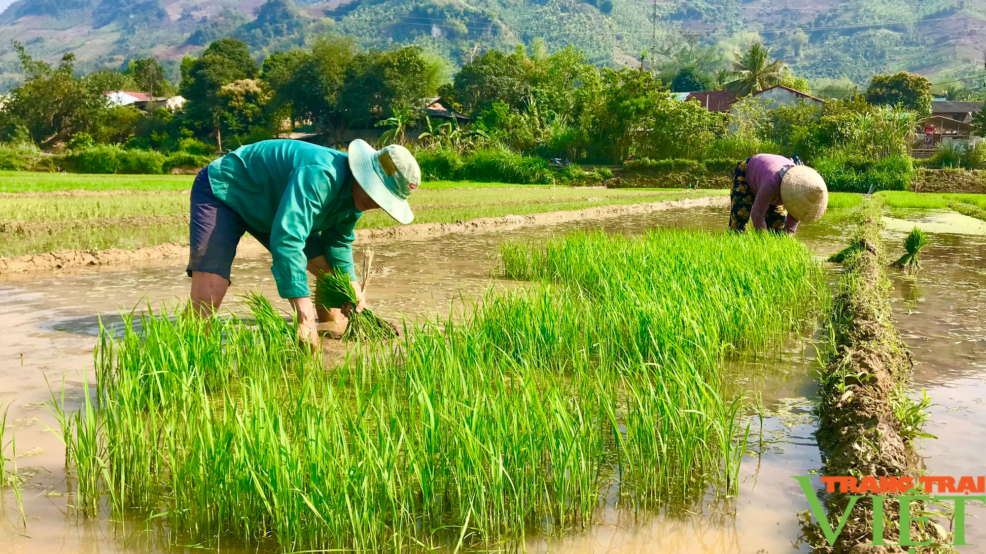 Nông dân Tây Bắc: Hướng tới vụ xuân thắng lợi - Ảnh 2.