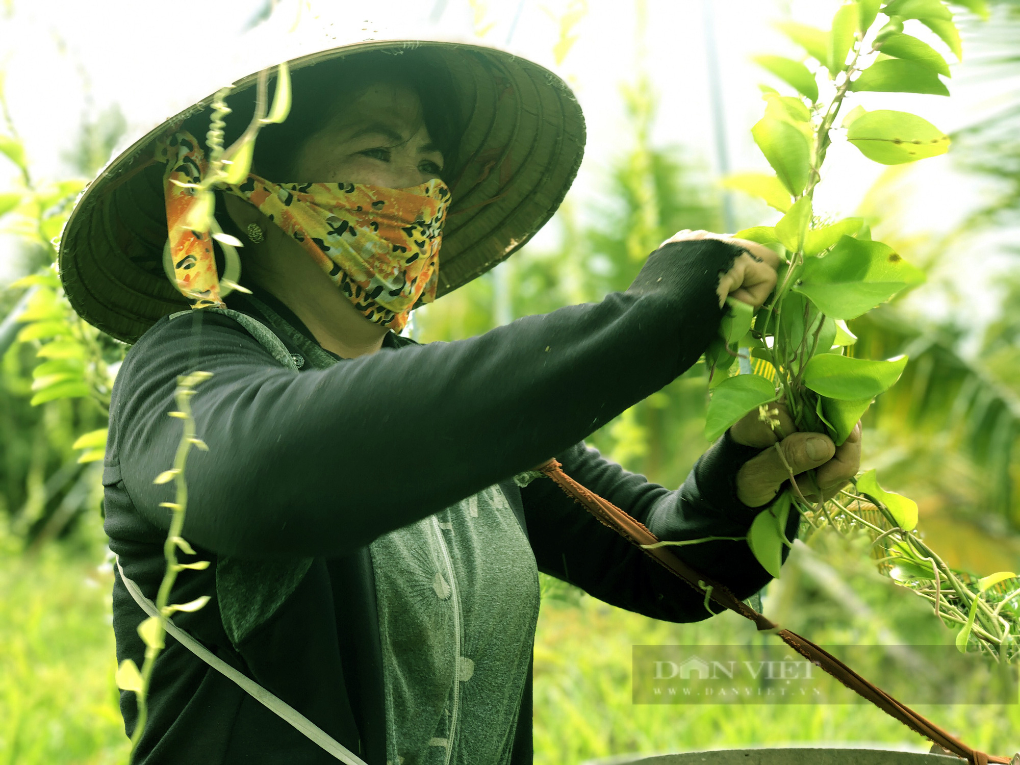 Trồng loài cây chỉ lấy lá và làm giàn cho leo, vợ chồng anh nông dân nhàn hạ thu tiền - Ảnh 6.
