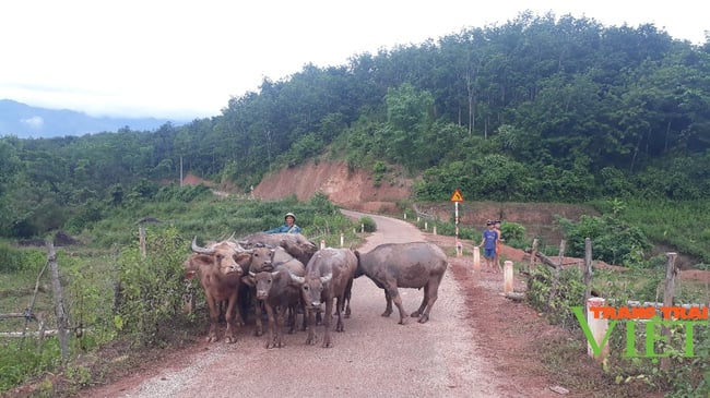Lai châu: Nông dân Sìn Hồ thi đua sản xuất, kinh doanh giỏi - Ảnh 2. Lai châu: Nông dân Sìn Hồ thi đua sản xuất, kinh doanh giỏi - Ảnh 2.