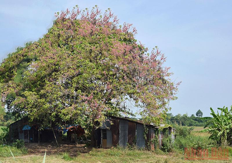 Hoa ô môi khoe sắc - Ảnh 2.