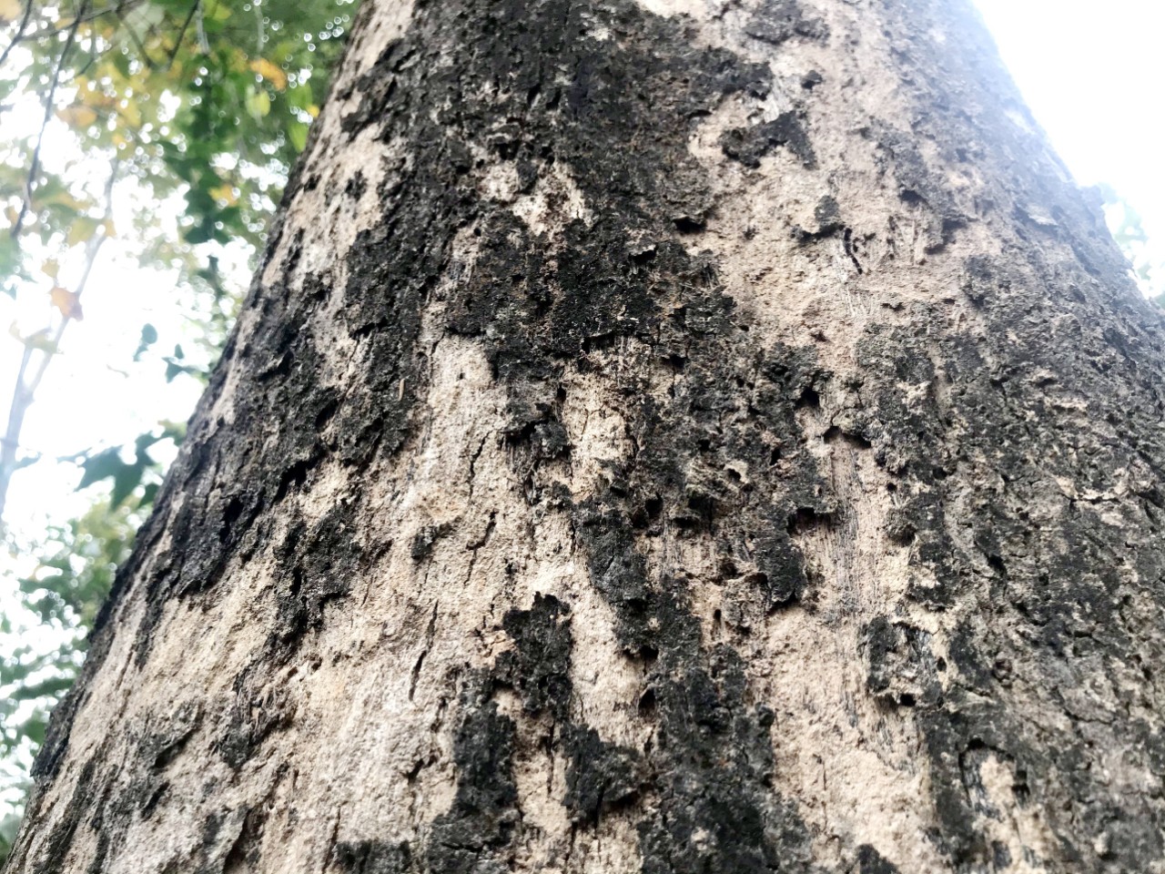 &quot;Báu vật lộ thiên&quot; giữa đại ngàn quý cỡ nào mà bà con ngày đêm canh giữ, tuyệt đối không ai được xâm phạm? - Ảnh 4.