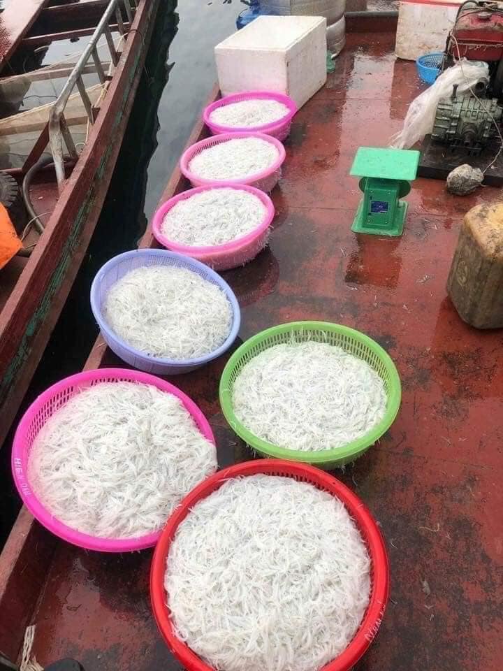 Loài cá cả năm chỉ xuất hiện 1 lần, cực nhiều dinh dưỡng, xưa cho chẳng ai lấy, nay &quot;lên đời&quot; chẳng có mà mua - Ảnh 3.