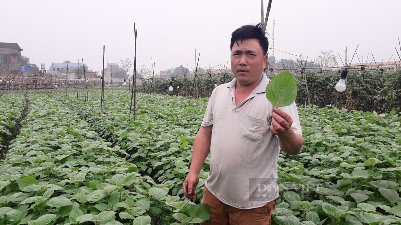 Thái Nguyên: Vợ chồng anh nông dân trồng loại rau cả miền Bắc không đâu có, thu hoạch không lo đầu ra - Ảnh 4.