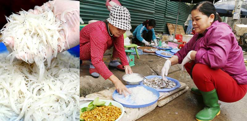 Loài cá cả năm chỉ xuất hiện 1 lần, cực nhiều dinh dưỡng, xưa cho chẳng ai lấy, nay &quot;lên đời&quot; chẳng có mà mua - Ảnh 1.