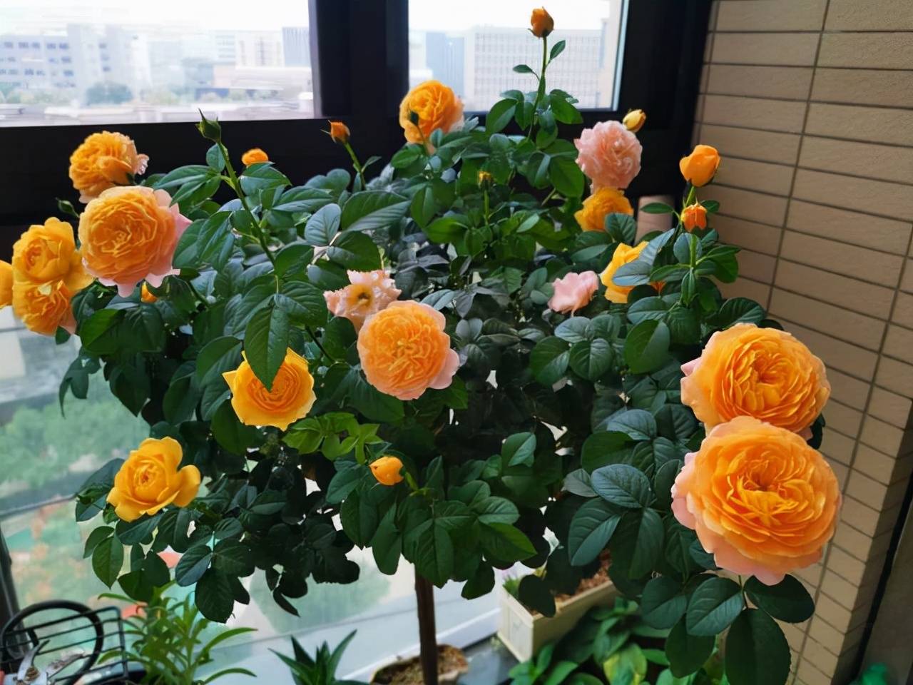 Mua cây cảnh online nhất định phải tránh dẫm phải 3 &quot;hố&quot; lừa đảo rất sâu này - Ảnh 4.