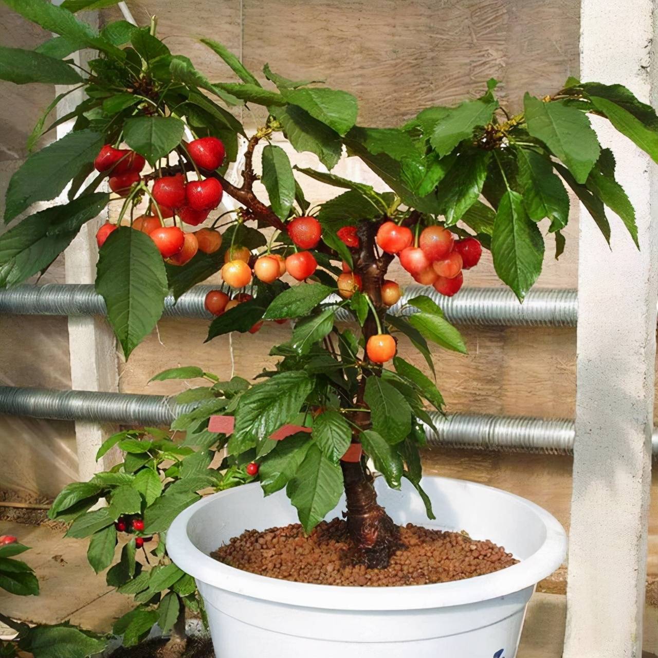 Mua cây cảnh online nhất định phải tránh dẫm phải 3 &quot;hố&quot; lừa đảo rất sâu này - Ảnh 7.