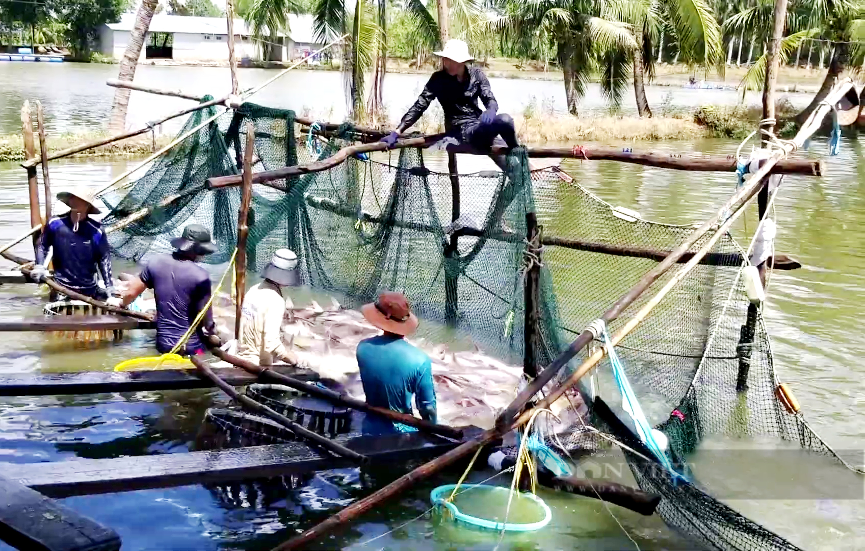 Giá cá tra mới bật nóng, 47 doanh nghiệp đã dính đòn phòng vệ của Mỹ - Ảnh 4.