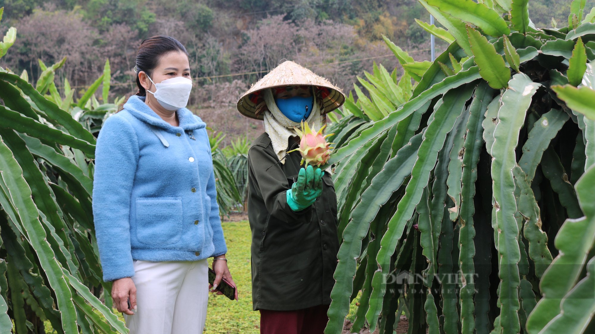 Sơn La: Biến đồi dốc thành vùng cây ăn quả &quot;hái ra tiền&quot; - Ảnh 3.