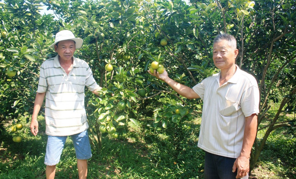 Cam bán được giá cao - Ảnh 1.