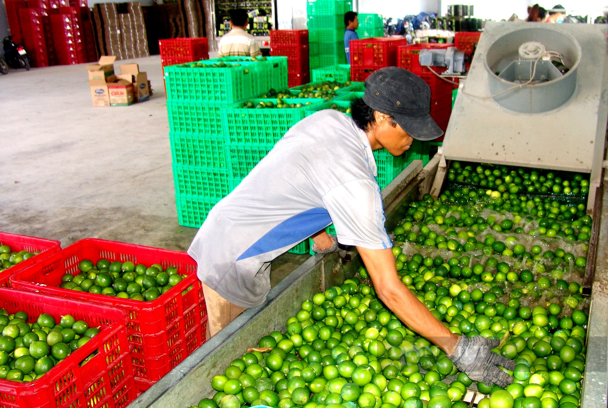 Giá chanh tươi liên tiếp “nhảy cóc” khi giá phân bón đeo bám quyết liệt - Ảnh 4.