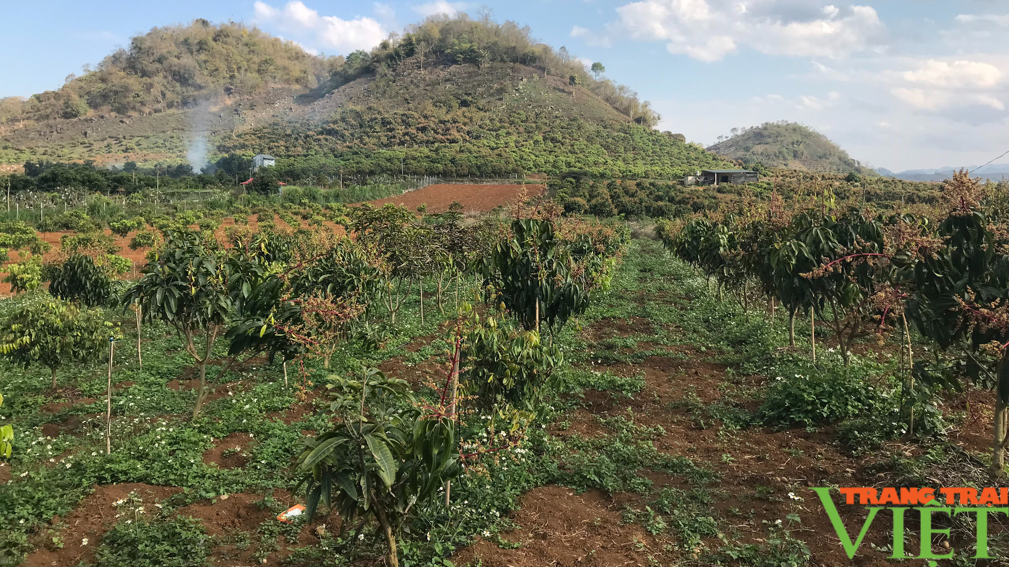 Sơn La: Phòng trừ sâu, bệnh cho 80.000 ha cây ăn quả - Ảnh 4.