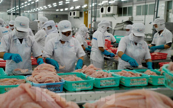Thắng ở thị trường Mỹ và Trung Quốc, xuất khẩu cá tra hồi sinh