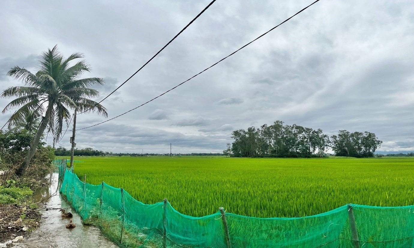 Kể chuyện làng: Bức tranh màu xanh trong miền nhớ - Ảnh 2.