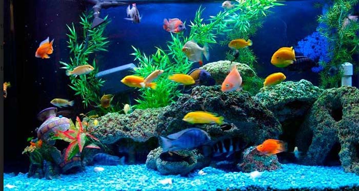 6 loại cá cảnh đẹp - dễ nuôi - hợp phong thủy mang tài lộc vào nhà gọi tên những loại cá cảnh nào? - Ảnh 1.