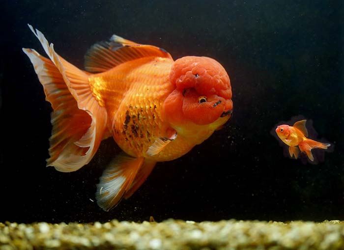 6 loại cá cảnh đẹp - dễ nuôi - hợp phong thủy mang tài lộc vào nhà gọi tên những loại cá cảnh nào? - Ảnh 9.