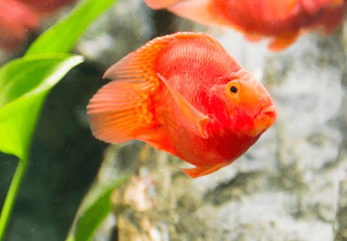6 loại cá cảnh đẹp - dễ nuôi - hợp phong thủy mang tài lộc vào nhà gọi tên những loại cá cảnh nào? - Ảnh 4.