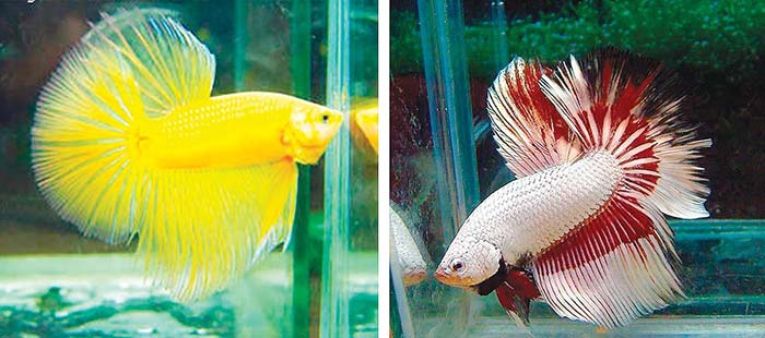 6 loại cá cảnh đẹp - dễ nuôi - hợp phong thủy mang tài lộc vào nhà gọi tên những loại cá cảnh nào? - Ảnh 7.