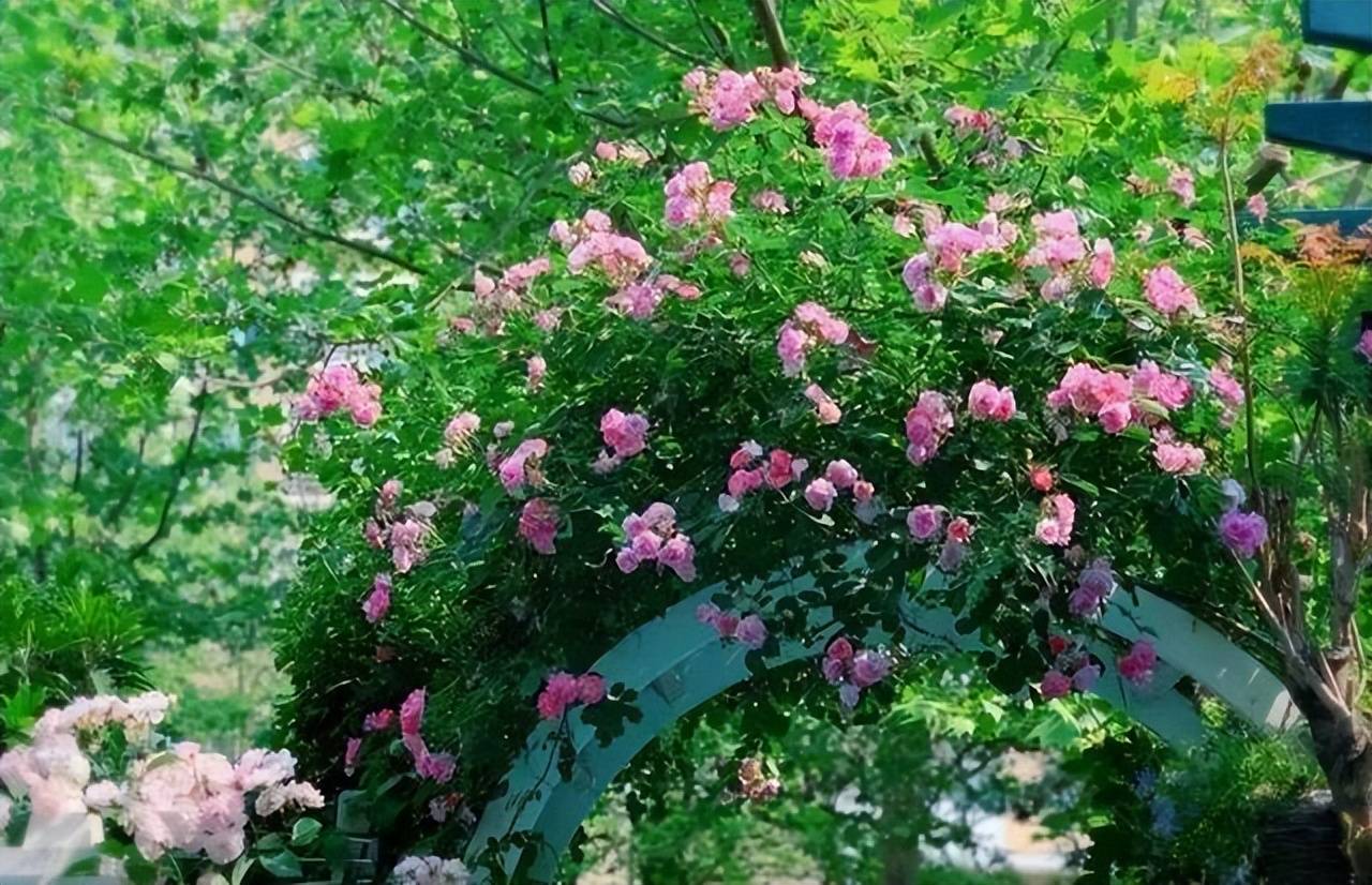 Để trồng cây cảnh, tôi mua nhà có vườn, 10 năm sau tôi biến cuộc sống thành một bài thơ - Ảnh 11.