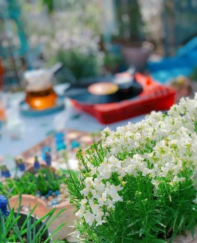 Để trồng cây cảnh, tôi mua nhà có vườn, 10 năm sau tôi biến cuộc sống thành một bài thơ - Ảnh 12.