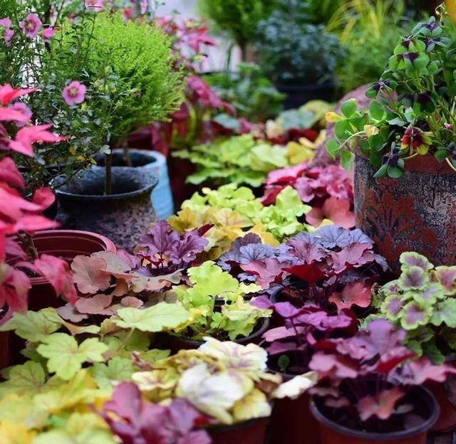 Để trồng cây cảnh, tôi mua nhà có vườn, 10 năm sau tôi biến cuộc sống thành một bài thơ - Ảnh 17.