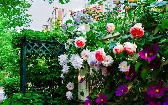 Để trồng cây cảnh, tôi mua nhà có vườn, 10 năm sau tôi biến cuộc sống thành một bài thơ - Ảnh 18.