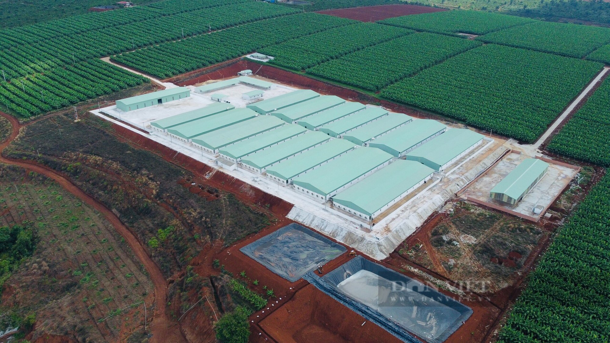 Bất chấp quy định, Công ty Cổ phần gia súc Lơ Pang xây dựng trại heo trái phép gần 100 tỷ đồng - Ảnh 4.