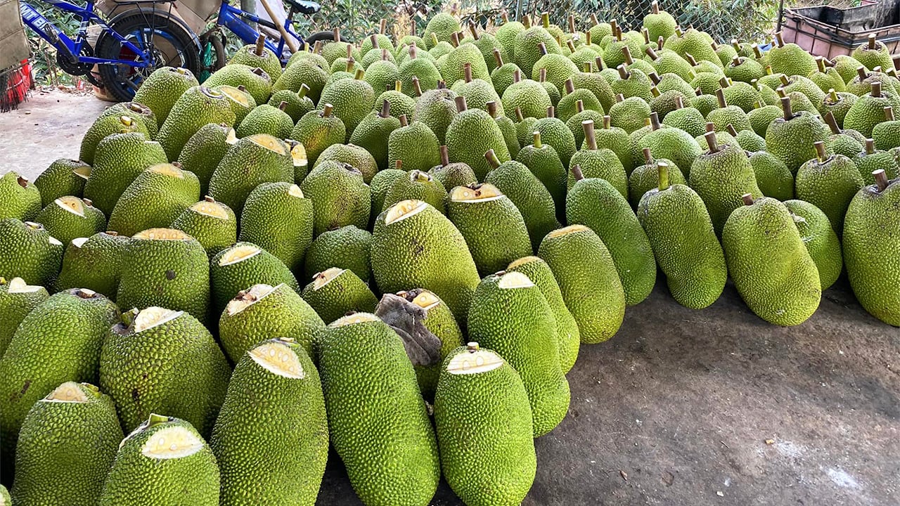 Giá mít Thái hôm nay 27/3: Giá tăng bao nhiêu, nhược điểm làm cây mít lùn ở miền Tây là gì? - Ảnh 1.