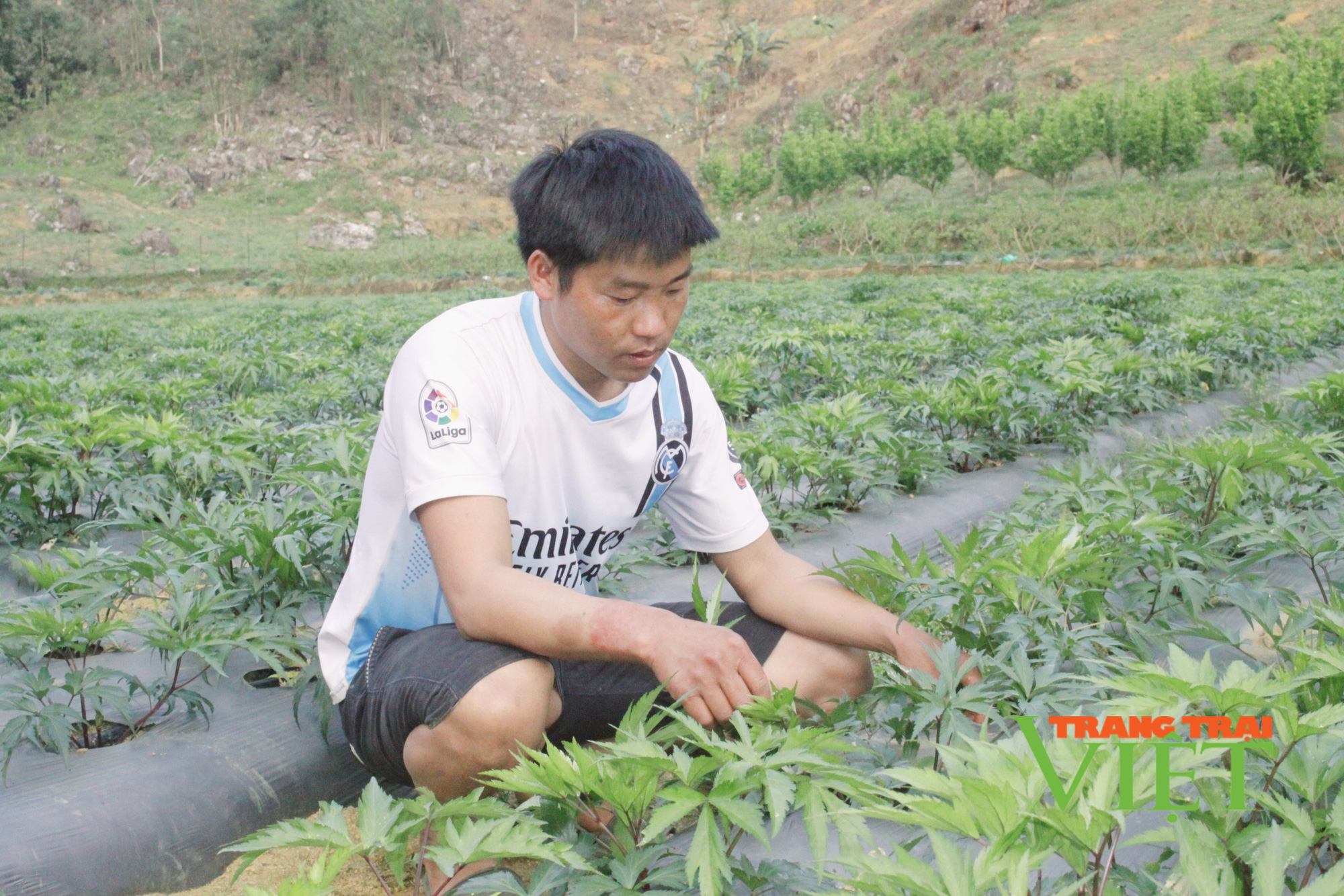 Trồng cây dược liệu quý, 9X dân tộc Mông thu cả trăm triệu đồng/năm - Ảnh 1. Trồng cây dược liệu quý, 9X dân tộc Mông thu cả trăm triệu đồng/năm - Ảnh 1.