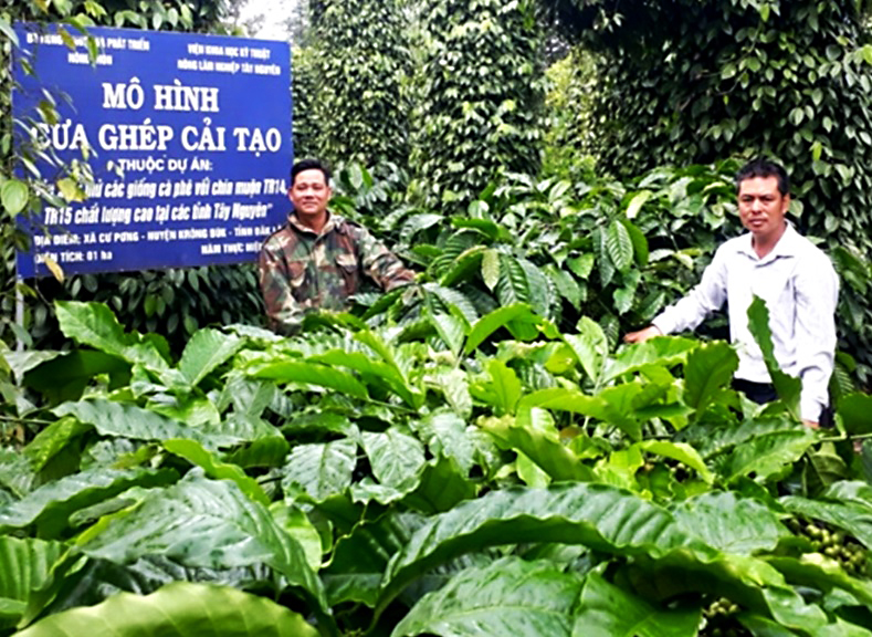 Giá cà phê hôm nay tại Đắk Lắk tăng nhẹ, cà phê vối chín muộn có ưu điểm gì? - Ảnh 1.
