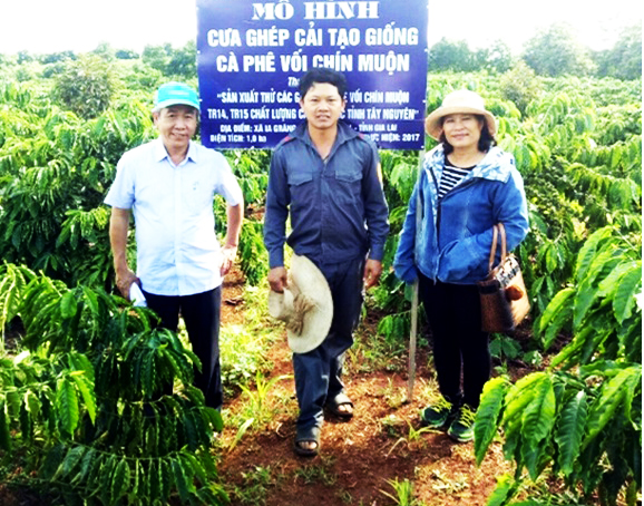 Giá cà phê hôm nay tại Đắk Lắk tăng nhẹ, cà phê vối chín muộn có ưu điểm gì? - Ảnh 2.