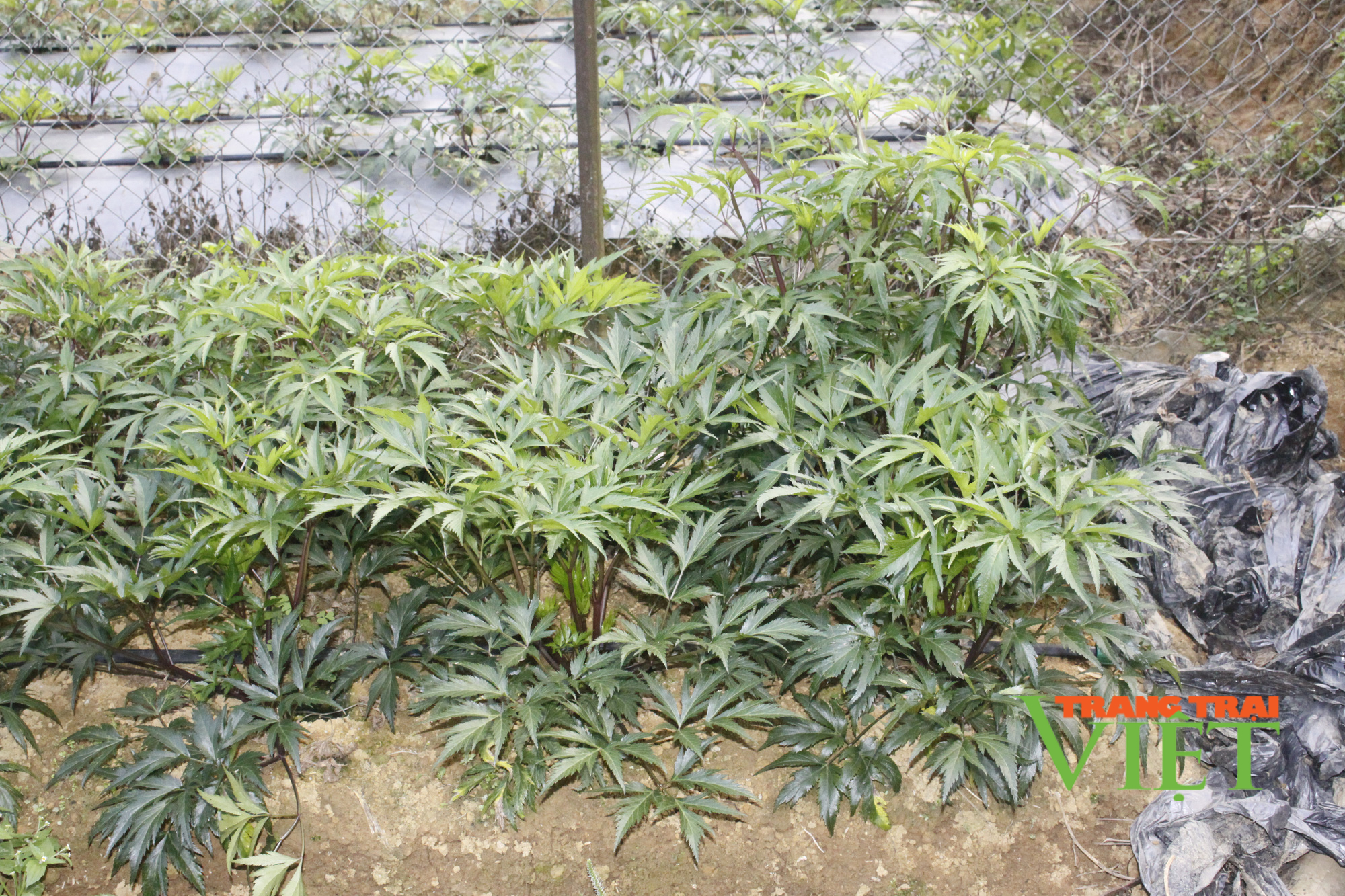 Trồng cây dược liệu quý, 9X dân tộc Mông thu cả trăm triệu đồng/năm - Ảnh 3. Trồng cây dược liệu quý, 9X dân tộc Mông thu cả trăm triệu đồng/năm - Ảnh 3.